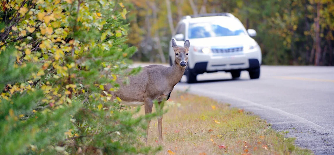 What types of motor vehicle insurance policies and coverages generally include deer collision protection?